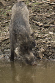boar